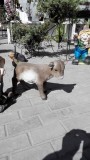 козленок стоя
