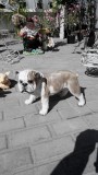 бульдог