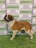 Сенбернар 