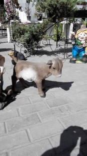 козленок стоя